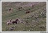 Filename=caballos_6.jpg
Filesize=251KB
Dimensións=1070x738
Data de engadido=Xuñ 19, 2009 caballos_6.jpg