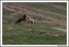 Nombre del archivo=caballos_7.jpg
Tamaño del archivo=191Kb
Dimensiones=1070x735
Fecha añadida=19 de Junio de 09 caballos_7.jpg