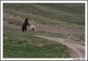 Nome da imagem=caballos_8.jpg
Tamanho=222KB
Dimensão=1070x733
Data Envio=19 Jun, 2009 caballos_8.jpg