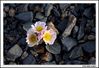 Filename=flors_10.jpg
Filesize=226KiB
Dimensions=1070x736
Date added=Jun 19, 2009 flors_10.jpg