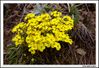 Filename=flors_11.jpg
Filesize=235KiB
Dimensions=1070x736
Date added=Jun 19, 2009 flors_11.jpg