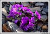 Dateiname=flors_2.jpg
Dateigröße=237KB
Abmessungen: 1070x736
hinzugefügt am: 19. Juni 2009 flors_2.jpg