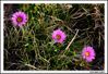 Filename=flors_4.jpg
Filesize=222KiB
Dimensions=1070x736
Date added=Jun 19, 2009 flors_4.jpg