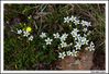 Filename=flors_9.jpg
Filesize=277KB
Dimensións=1070x736
Data de engadido=Xuñ 19, 2009 flors_9.jpg