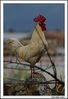 Nome da imagem=gallo.JPG
Tamanho=330KB
Dimensão=734x1070
Data Envio=23 Set, 2008 gallo.JPG