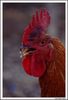 Filename=gallo_1_1.jpg
Filesize=242KiB
Dimensions=935x1370
Date added=Sep 24, 2009 gallo_1_1.jpg