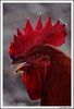 Filename=gallo_2_1.jpg
Filesize=251KiB
Dimensions=935x1370
Date added=Sep 24, 2009 gallo_2_1.jpg