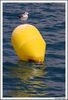 Filename=gaviota.jpg
Filesize=290KB
Neurriak=933x1370
Igotze data=Abu 03, 2009 gaviota.jpg