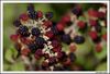 Nome da imagem=moras.jpg
Tamanho=200KB
Dimensão=1370x935
Data Envio=23 Set, 2009 moras.jpg