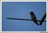 Nome da imagem=pajarito_antena2.jpg
Tamanho=232KB
Dimensão=1070x734
Data Envio=14 Out, 2008 pajarito_antena2.jpg