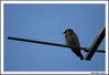 Nombre del archivo=pajarito_antena_4.jpg
Tamaño del archivo=230Kb
Dimensiones=1070x734
Fecha añadida=16 de Octubre de 08 pajarito_antena_4.jpg