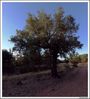 Filename=pano_árbol.jpg
Filesize=754KB
Dimensi : 1492x1644
Tanggal dimasukkan : Okt 08, 2009 pano_árbol.jpg
