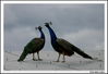 Imagem=pavo_real.jpg
Tamanho=273KB
Dimensão=1070x734
Data Envio=15 Out, 2008 pavo_real.jpg
