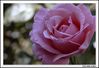 Filename=rosa1.jpg
Filesize=135KiB
Dimensions=1070x736
Date added=Jun 30, 2009 rosa1.jpg
