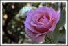 Filename=rosa_2.jpg
Filesize=142KiB
Dimensions=1070x736
Date added=Jun 30, 2009 rosa_2.jpg