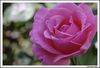 Filename=rosa_5.jpg
Filesize=174KB
Dimensi : 1370x935
Tanggal dimasukkan : Jul 15, 2009 rosa_5.jpg