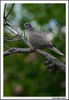 Nombre del archivo=tortola2.jpg
Tamaño del archivo=293Kb
Dimensiones=741x1070
Fecha añadida=09 de Noviembre de 08 tortola2.jpg
