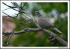 Imagem=tortola_4.jpg
Tamanho=325KB
Dimensão=1070x758
Data Envio=10 Nov, 2008 tortola_4.jpg