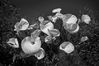 Filename=DSCF3321_03.jpg
Filesize=639KiB
Dimensions=1500x1000
Date added=Jan 03, 2016 DSCF3321_03.jpg