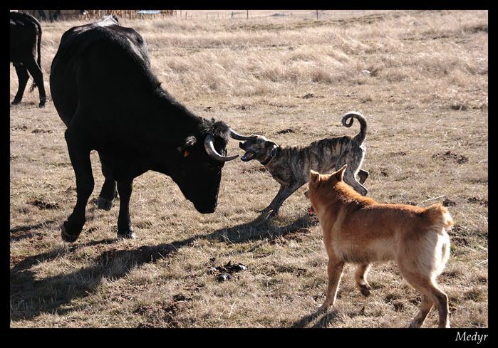 Campo Azalvaro ganado perros