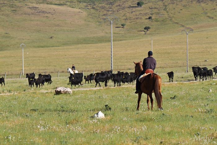 Campo azalvaro cuidado ganado