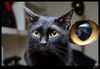 Nombre del archivo=Autoretrato_com_gato.jpg
Tamaño del archivo=761Kb
Dimensiones=1551x1075
Fecha añadida=28 de Noviembre de 10 Autoretrato_com_gato.jpg