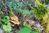 Filename=DSC06570-new.jpg
Filesize=786KiB
Dimensions=1200x800
Date added=Oct 26, 2014 DSC06570-new.jpg