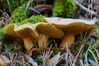 Filename=DSC06574-new.jpg
Filesize=619KiB
Dimensions=1200x800
Date added=Oct 26, 2014 DSC06574-new.jpg