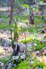 Filename=DSC06579-new.jpg
Filesize=606KiB
Dimensions=800x1200
Date added=Oct 26, 2014 DSC06579-new.jpg