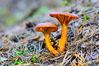 Filename=DSC06592-new.jpg
Filesize=535KiB
Dimensions=1200x800
Date added=Oct 26, 2014 DSC06592-new.jpg