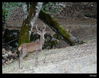 Nombre del archivo=IMG_0107.jpg
Tamaño del archivo=395Kb
Dimensiones=1108x875
Fecha añadida=04 de Noviembre de 10 IMG_0107.jpg