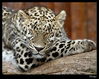 Nombre del archivo=IMG_4852.jpg
Tamaño del archivo=300Kb
Dimensiones=1100x875
Fecha añadida=25 de Enero de 11 IMG_4852.jpg