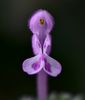 Filename=_DSC0005.jpg
Filesize=340KiB
Dimensions=1024x1200
Date added=Jun 10, 2015 _DSC0005.jpg
