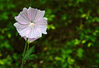 Filename=_MG_0506_02.jpg
Filesize=1388KiB
Dimensions=2000x1371
Date added=May 16, 2016 _MG_0506_02.jpg
