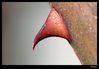 Nombre del archivo=_MG_5890.jpg
Tamaño del archivo=185Kb
Dimensiones=1251x875
Fecha añadida=16 de Enero de 11 _MG_5890.jpg