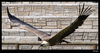 Filename=_MG_8360.jpg
Filesize=253KiB
Dimensions=1462x775
Date added=Mar 18, 2011 _MG_8360.jpg