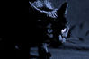 Nombre del archivo=Black_in_Black.jpg
Tamaño del archivo=402Kb
Dimensiones=1200x801
Fecha añadida=28 de Septiembre de 11 Black_in_Black.jpg