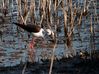 Filename=SX50_0606.jpg
Filesize=552KiB
Dimensions=1500x1123
Date added=May 29, 2016 SX50_0606.jpg